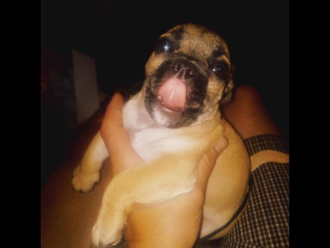 Pug x cocker spaniel x american staffordshire