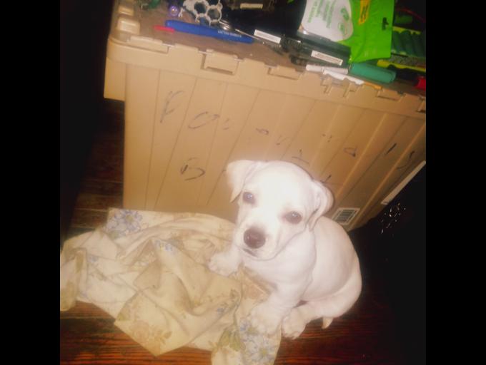 Pug x cocker spaniel x american staffordshire