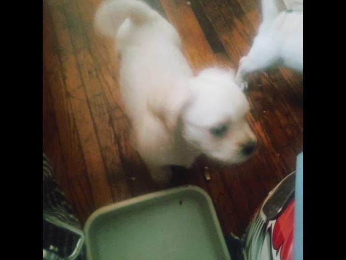 Pug x cocker spaniel x american staffordshire