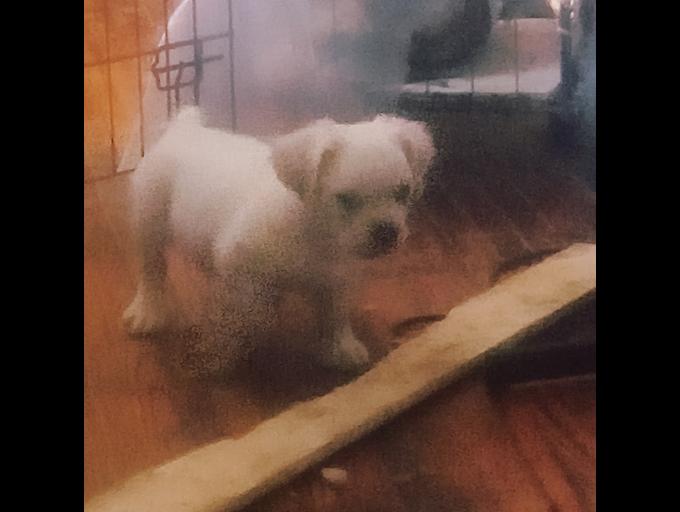 Pug x cocker spaniel x american staffordshire