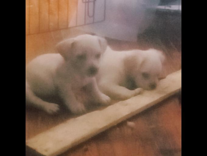 Pug x cocker spaniel x american staffordshire