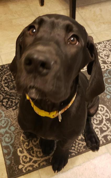 GreatDane