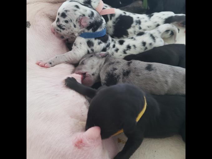 GreatDane