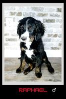 Bernedoodle