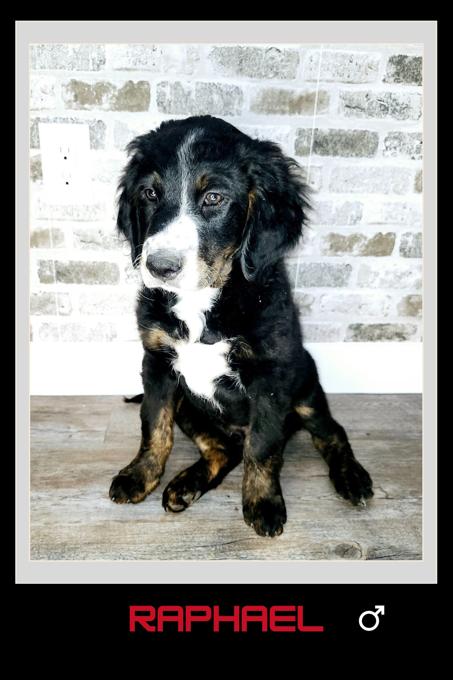 Bernedoodle