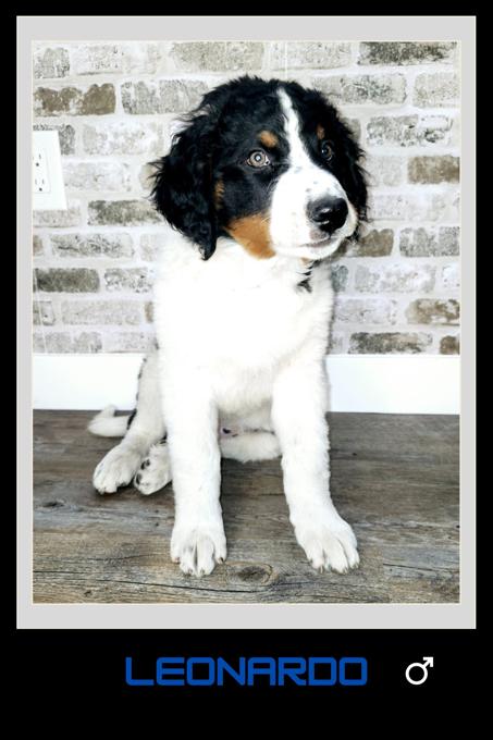 Bernedoodle