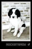Bernedoodle