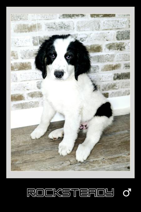 Bernedoodle