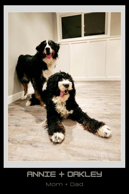 Bernedoodle