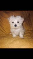 maltese
