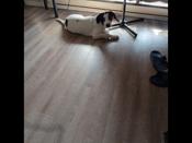 Lab/collie