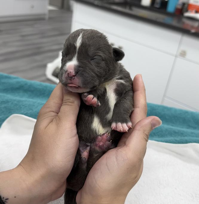 Staffordshire bullterrier