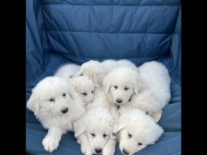 Great Pyrenees