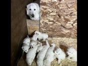 Great Pyrenees