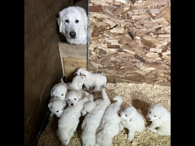 Great Pyrenees