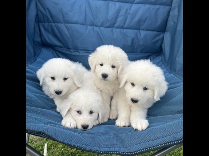 Great Pyrenees
