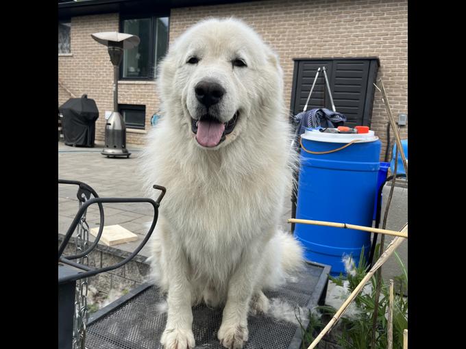 Great Pyrenees