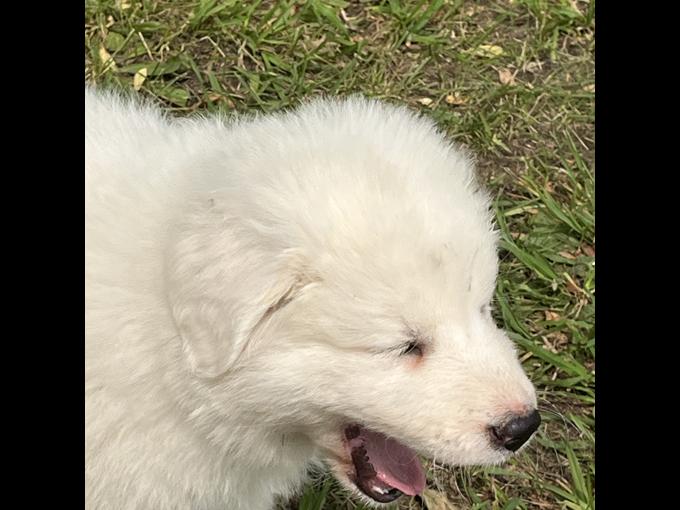 Great Pyrenees