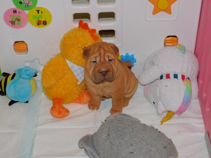 Chinese Shar - Pei Puppies