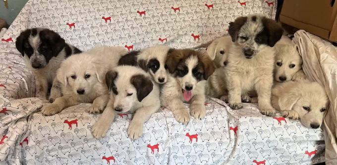 German Shepherd & Great Pyrenees Mic