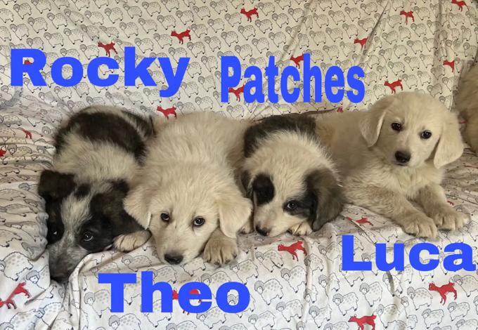German Shepherd & Great Pyrenees Mic