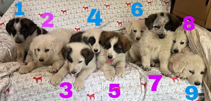 German Shepherd & Great Pyrenees Mic