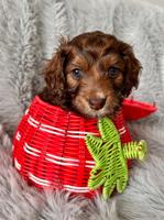 Aussiedoodle Schnoodle