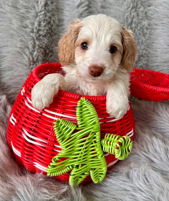 Aussiedoodle Schnoodle