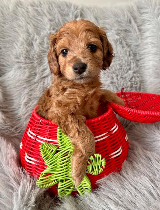 Aussiedoodle Schnoodle