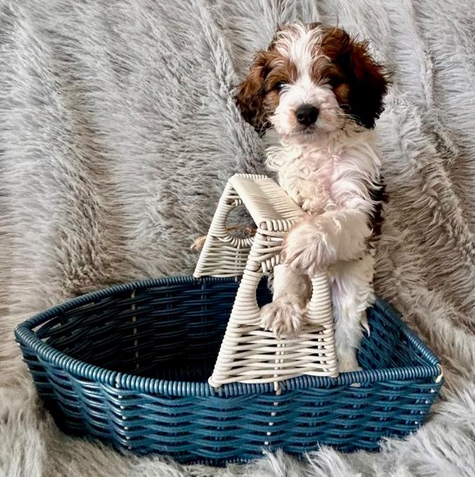 Aussiedoodle Schnoodle
