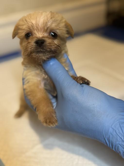 Shorkie