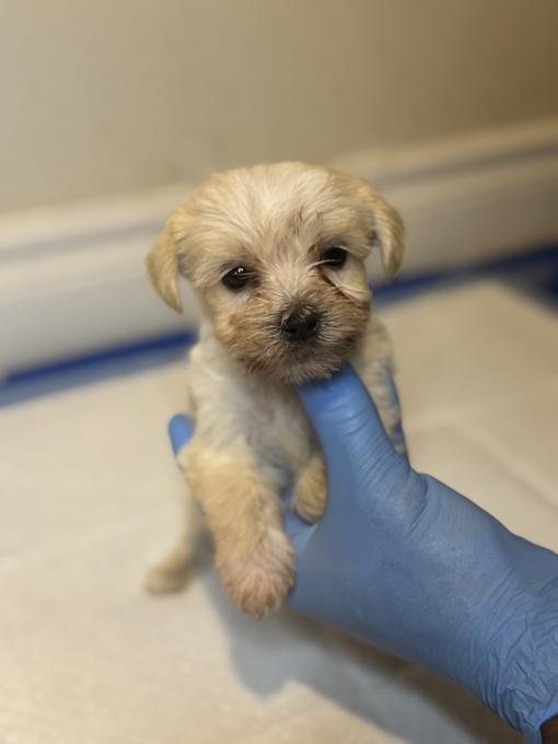 Shorkie