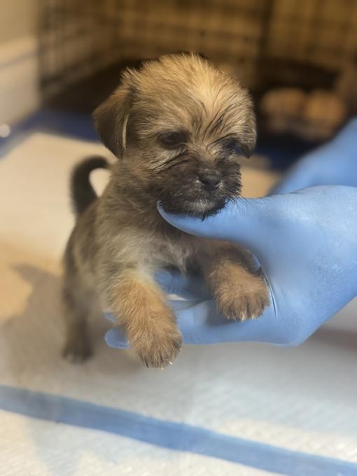 Shorkie