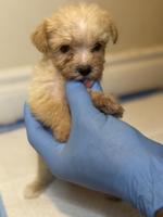 Shorkie