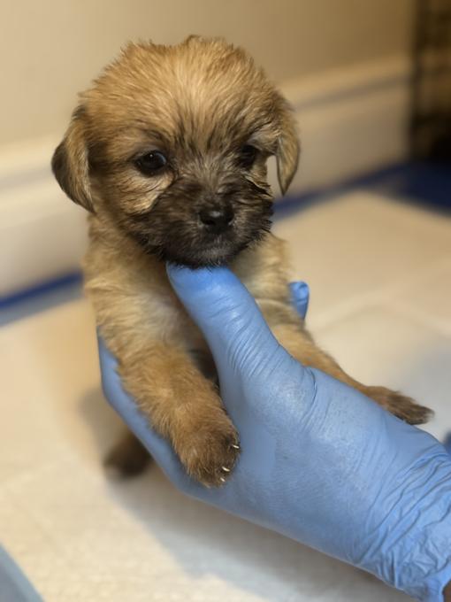 Shorkie