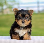 yorkshire Terrier