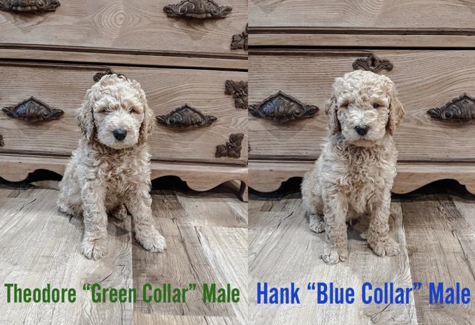 F-2 Golden Doodle