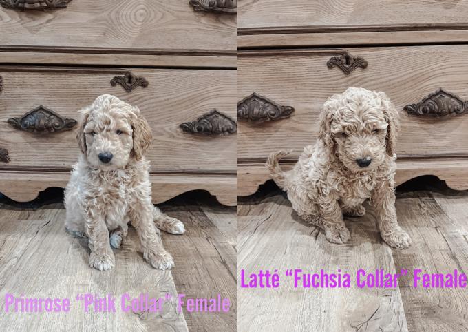 F-2 Golden Doodle