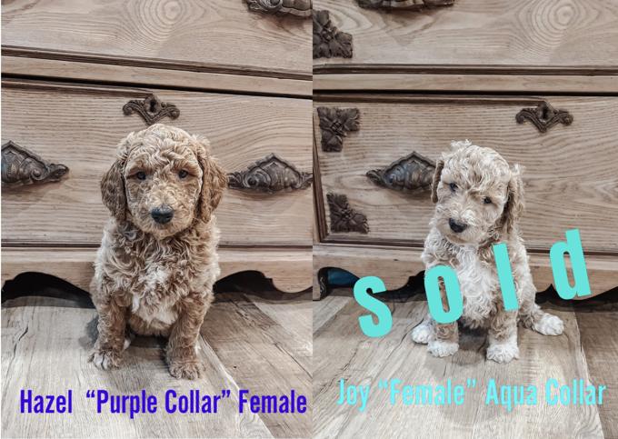 F-2 Golden Doodle
