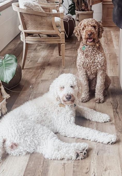 F-2 Golden Doodle