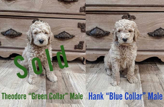F-2 Golden Doodle
