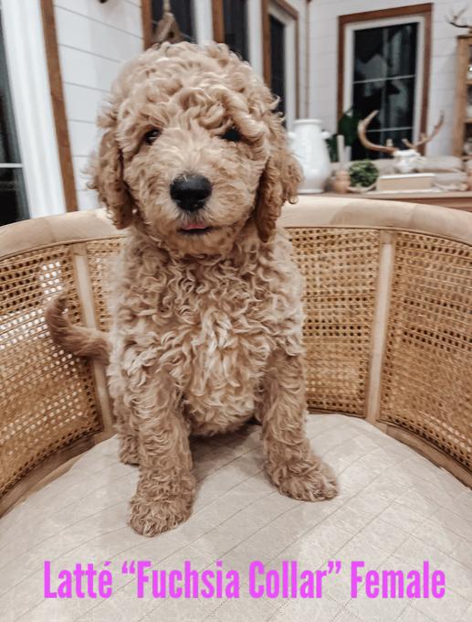 F-2 Golden Doodle