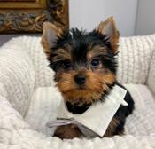 Yorkie
