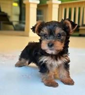 yorkie