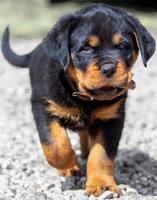 Rottweiler puppy