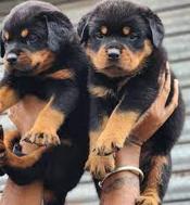Rottweiler