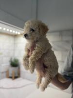 Maltepoo