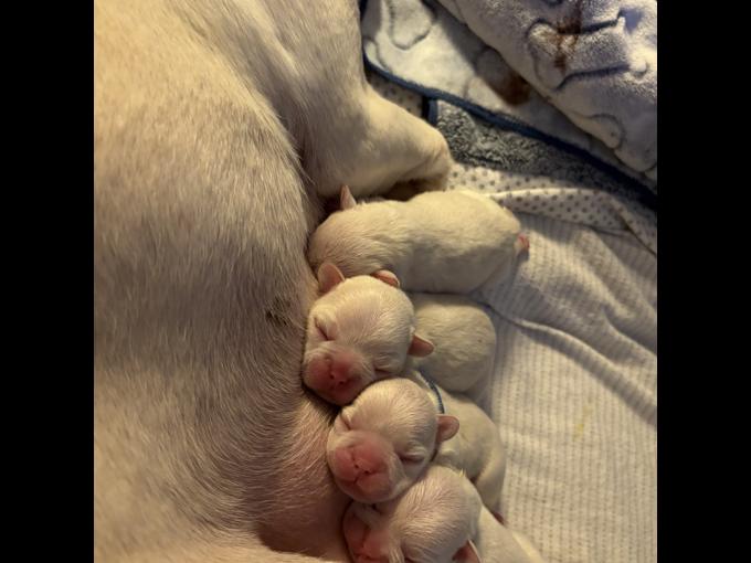 French Bulldog