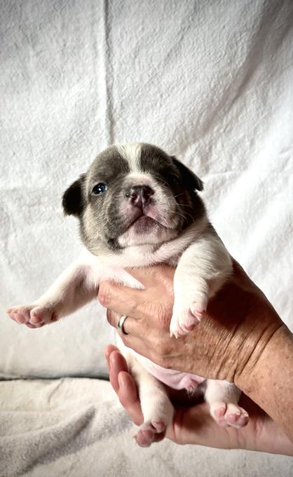 French Bulldog