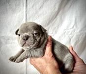 French Bulldog